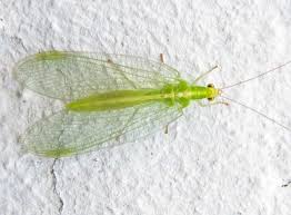 la chrysope verte devoreuse de pucerons pucerons vert jardinet