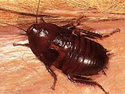 Getting Rid Of Palmetto Bug Search And Destroy Palmetto Bugs House Bugs Wood Mulch
