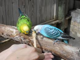 Download files and build them with your 3d printer, laser cutter, or cnc. Two Pretty Birds Eating Off A Treat Stick Picture Of Fort Worth Zoo Tripadvisor