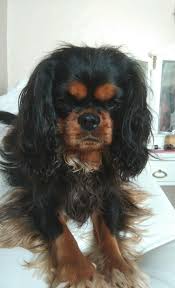 Black And Tan Cavalier King Charles Spaniel Puppies For Sale Near Me Beautiful Determined Expession On This Black Tan Cavalier Cavalier King Charles Spaniel Cavalier King Charles King Charles Spaniel