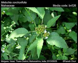 Image result for Melochia melissifolia