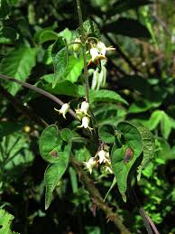 Image result for Riocreuxia