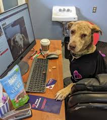 Napps is the only national professional pet sitting association. Dog Kennel And Dog Daycare Vs Pet Sitting Apps Paw Partner Paw Partner