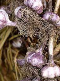Shortly Before Planting Break The Bulbs Apart Into Cloves This Is Called Cracking The Cloves Are Attached Planting Garlic Growing Garlic Harvesting Garlic