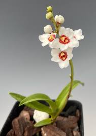 Image result for Sarcophrynium brachystachyum