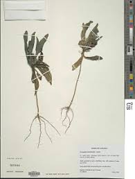 Image result for Dicliptera hensii