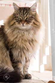 Hypoallergenic cat facts are siberian cats hypoallergenic? Purebred Siberian Cat Of Livestock In Relax Long Haired Hypoallergenic Stock Photo Picture And Royalty Free Image Image 140726141