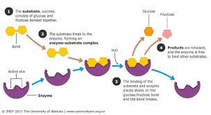 digestive enzymes science learning hub