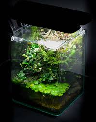 Paludarium Vivarium Terrarien Aquarium Terrarium Aquarien