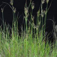 Image result for Pycreus nitidus