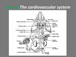 Fetal Pig Dissection Ppt Download