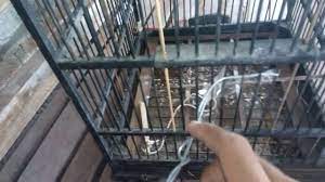 Cara baru menangkap burung hasilnya diluar dugaan, jebakan burung gereja sederhana dari sangkar, jebakan burung gereja paling ampuh dan paling mantap, jebakan burung gereja ampuh dalam rumah cara menjebak burung gereja jamin gak balik lagi, bikin jebakan burung simple. Cara Membuat Perangkap Burung Sederhana Dengan Sangkar Burung Youtube