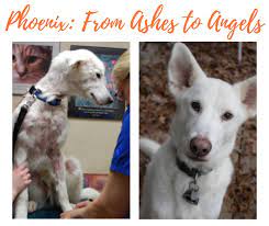 To apply to adopt a pet, call minneapolis animal care & control and complete an application. The Phoenix Fund Helping Special Needs Animals Pet Haven Of Minnesota