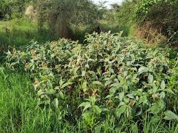 Image result for Persicaria madagascariensis