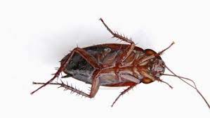 Thus pest md diy pest control tips and strategies was born. Jarrod S Pest Control Pest Control Service In Columbus