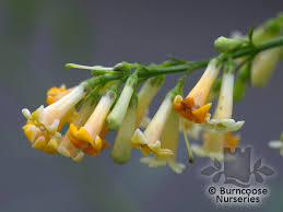 Image result for Freylinia