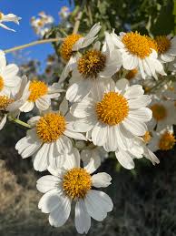 Image result for Montanoa bipinnatifida