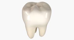 3d Model Teeth Molar Tooth Anatomy People Human Mouth Mandibular Jaw Dental Dentist Dentition Crown Realistic Tool 3d M 3d Model Teeth Model