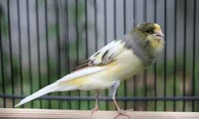 Harga burung flamboyan jantan ditaksir dengan harga kurang lebih 400 ribuan . Ciri Ciri Kenari Jantan Dan Cara Membedakan Kenari Jantan Terlengkap