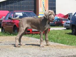 Image result for slovenský ohař hrubosrstý