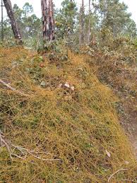 Image result for Cassytha filiformis