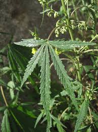 Image result for Cannabis sativa