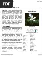 Image result for Indigofera subulifera