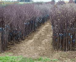 Apple trees, step over apple trees, plum trees, dwarf plum trees, dwarf pear tree and other. Fruit Tree Nursery Waltree Turkey