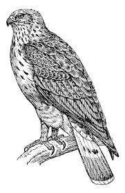 Buzzard coloring page from vultures category. Coloring Page Buzzard Free Printable Coloring Pages Img 15753