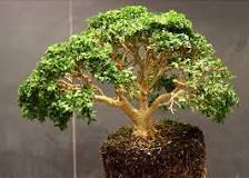 Care guide for the Box or Boxwood Bonsai tree (Buxus ...