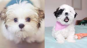 We also advertise stud dog services and other puppy for sale related items. 5 Shih Tzu Puppies Facts To Make You Fall In Love Doggiebuzz