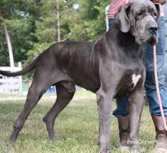 Join millions of people using oodle to find puppies for adoption, dog and puppy listings, and other pets adoption. European Blue Great Dane Puppies Sale Petsidi