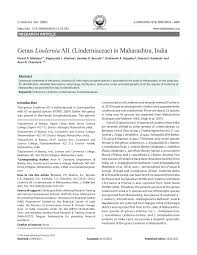 Image result for Linderniella gracilis