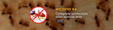 Are you looking to buy a tax lien in kensington ct 06037? Bye Bye Pests New Jersey New Jersey Bed Bug Pest Control