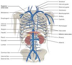 The internal thoracic artery supplies the anterior wall of the body from the clavicle to the umbilicus. Thoracic Abdominal Veins Arteries Anatomy Physiology Arteries And Veins