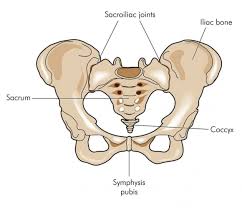The row of connected bones that go down the middle of the back and protect the spinal cord. The Sacrum And Coccyx