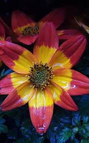 Image result for Bidens steppia