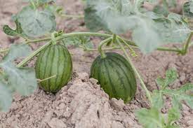 Maybe you would like to learn more about one of these? How Many Watermelons Per Plant Top Thinning Tips