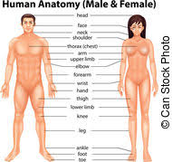 Body part names, leg parts, head parts, face parts names mirror veil primer, name of female body parts in hindi, what is the venus factor and does it work. Body Parts Stock Photo Images 126 783 Body Parts Royalty Free Images And Photography Available To Buy From Thousands Of Stock Photographers