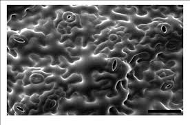 Maybe you would like to learn more about one of these? Plant Cell Shape Modulators And Measurements Semantic Scholar