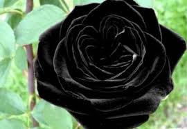 Download and use 80,000+ rose flower stock photos for free. Beautiful Black Rose Flower Wallpaper Hd Wallpaper