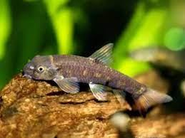 Flincassou cela fait longtemps que je pense que tremper ses pieds dans le mme bain que. Garra Rufa Poisson Docteur Fish Pedicure
