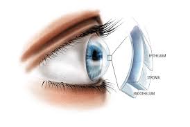 Image result for Cornea