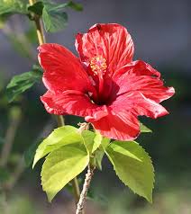 There is no occasion celebrated without any flowers across the world especially in india. Top 25 Most Beautiful Hibiscus Flowers