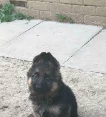 German Shepherd Puppy Shorthair For Sale In Luton Bedfordshire Gumtree German Shepherds Of Hawaii Home Facebo German Shepherd Puppies Shepherd Puppies Puppies