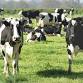 Dairy Grazing Pasture Walk: Scales Mound