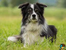 Border Collie Dog Breed Ukpets