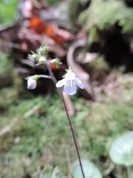 Image result for Saintpauliopsis lebrunii