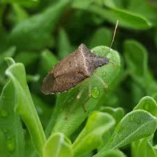 Stink bugs typically gain access to your home through areas where the caulking has loosened up such as around your doors and windows. Brown Exterminating Co Charlottesville Pest Control Services