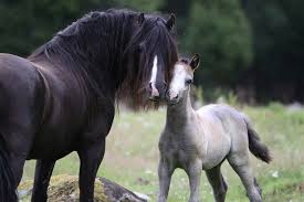 Kokkedals Impression Rwc 6 Horses Animals